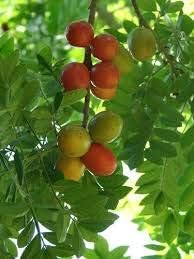 Fruit Seeds,Garden seeds, Seeds For Planting,Plant Seeds