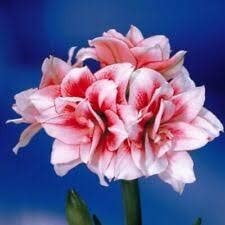 Flower Seeds, Seeds,Seeds For Planting,Plant Seeds