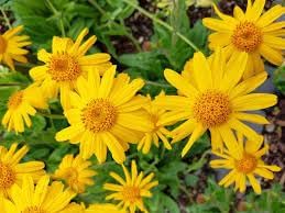 Fresh Arnica Flower Seeds for Planting – Heirloom, Non-GMO, High Germination Organic Garden Seeds