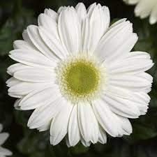 Flower Seeds, Seeds,Seeds For Planting,Plant Seeds