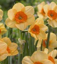 Flower Seeds, Seeds,Seeds For Planting,Plant Seeds