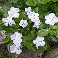 Castor Flower Seeds for Planting | Heirloom Non-GMO Organic Garden Seeds High Germination