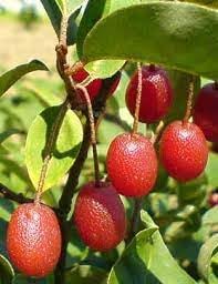 Fruit Seeds,Garden seeds, Seeds For Planting,Plant Seeds