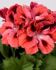 Flower Seeds, Seeds,Seeds For Planting,Plant Seeds