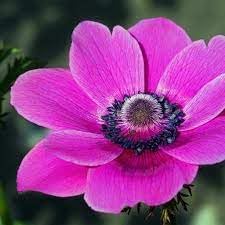 Flower Seeds, Seeds,Seeds For Planting,Plant Seeds