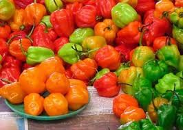 Vegetable Seeds,Garden seeds, Seeds For Planting,Plant Seeds
