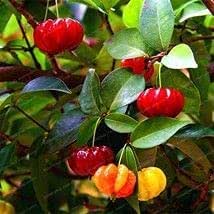 Pitanga fruit seeds for planting – Heirloom & Non-GMO Garden seeds