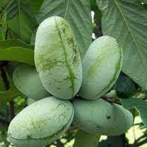Fruit Seeds,Garden seeds, Seeds For Planting,Plant Seeds