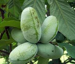 Fruit Seeds,Garden seeds, Seeds For Planting,Plant Seeds