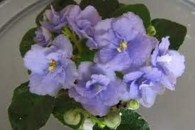 Flower Seeds, Seeds,Seeds For Planting,Plant Seeds