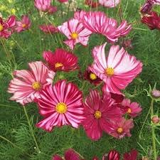 Flower Seeds, Seeds,Seeds For Planting,Plant Seeds