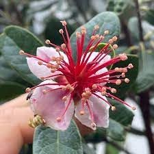 Flower Seeds, Seeds,Seeds For Planting,Plant Seeds