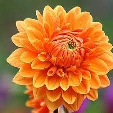 Flower Seeds, Seeds,Seeds For Planting,Plant Seeds