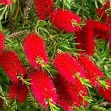 Flower Seeds, Seeds,Seeds For Planting,Plant Seeds
