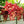 Fruit Seeds,Garden seeds, Seeds For Planting,Plant Seeds