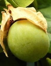 Fruit Seeds,Garden seeds, Seeds For Planting,Plant Seeds