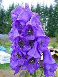 Flower Seeds, Seeds,Seeds For Planting,Plant Seeds