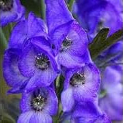 Flower Seeds, Seeds,Seeds For Planting,Plant Seeds