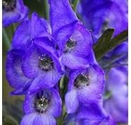 Flower Seeds, Seeds,Seeds For Planting,Plant Seeds