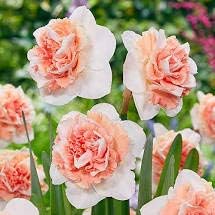 Flower Seeds, Seeds,Seeds For Planting,Plant Seeds