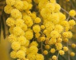 Mimosa Flower Seeds for Garden – Non-GMO, Heirloom, High Germination Seeds