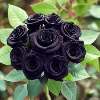 Black Holland Rose Flower Seeds for Planting – Heirloom Non-GMO High Germination Organic Garden Seeds