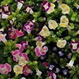 Flower Seeds, Seeds,Seeds For Planting,Plant Seeds