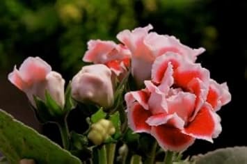 Flower Seeds, Seeds,Seeds For Planting,Plant Seeds