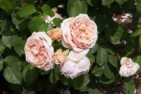Flower Seeds, Seeds,Seeds For Planting,Plant Seeds