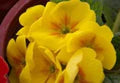 Yellow Gloxinia Flower Seeds for Planting – Heirloom, Non-GMO, High Germination Garden Seeds