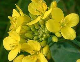 Wikipedia Flower Seeds for Planting – Heirloom, Non-GMO, High Germination Organic Garden Seeds