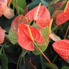 Flower Seeds, Seeds,Seeds For Planting,Plant Seeds