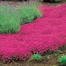 Flower Seeds, Seeds,Seeds For Planting,Plant Seeds