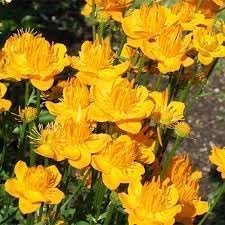 Flower Seeds, Seeds,Seeds For Planting,Plant Seeds
