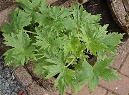 Flower Seeds, Seeds,Seeds For Planting,Plant Seeds