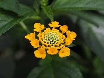 Flower Seeds, Seeds,Seeds For Planting,Plant Seeds