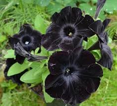 Flower Seeds, Seeds,Seeds For Planting,Plant Seeds