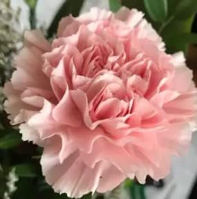 Flower Seeds, Seeds,Seeds For Planting,Plant Seeds