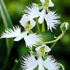 Heron Orchid Flower Seeds for Planting – Heirloom, Non-GMO, Bright Bloom Garden Seeds