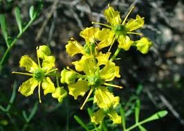 Flower Seeds, Seeds,Seeds For Planting,Plant Seeds