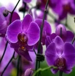 Flower Seeds, Seeds,Seeds For Planting,Plant Seeds