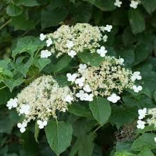 Flower Seeds, Seeds,Seeds For Planting,Plant Seeds