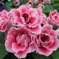 Flower Seeds, Seeds,Seeds For Planting,Plant Seeds