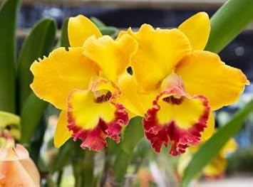 Flower Seeds, Seeds,Seeds For Planting,Plant Seeds