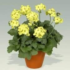 Flower Seeds, Seeds,Seeds For Planting,Plant Seeds