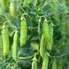 Vegetable Seeds,Garden seeds, Seeds For Planting,Plant Seeds
