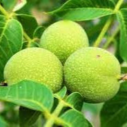 Fruit Seeds,Garden seeds, Seeds For Planting,Plant Seeds