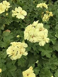 Green Geranium Seeds for Planting – Easy to Grow, Heirloom, Non-GMO Organic Garden Seeds