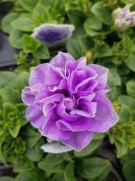 Flower Seeds, Seeds,Seeds For Planting,Plant Seeds