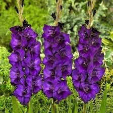 Flower Seeds, Seeds,Seeds For Planting,Plant Seeds